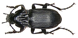 Abax parallelepipedus