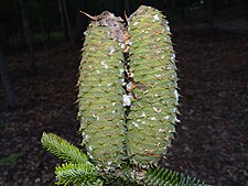 Immature cone