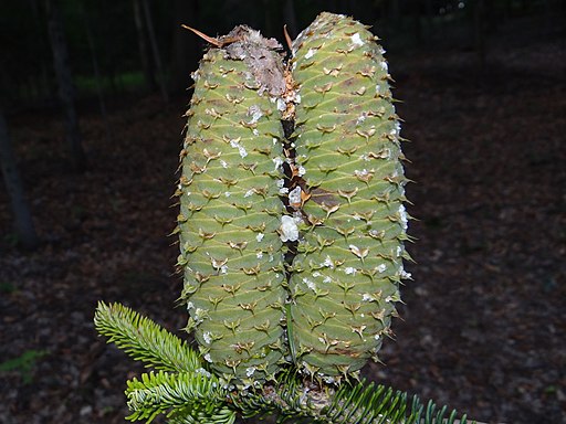 Abies alba R1