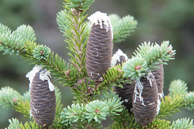 File:Abies balsamea cones Niapiskau 02.jpg