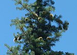 Abies bracteata 03 Bottcher's Gap.jpg