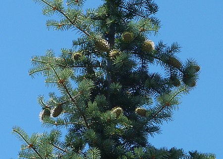 Abies bracteata 03 Bottcher's Gap.jpg