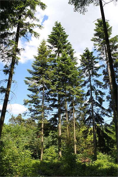 File:Abies grandis Rogów 6.jpg