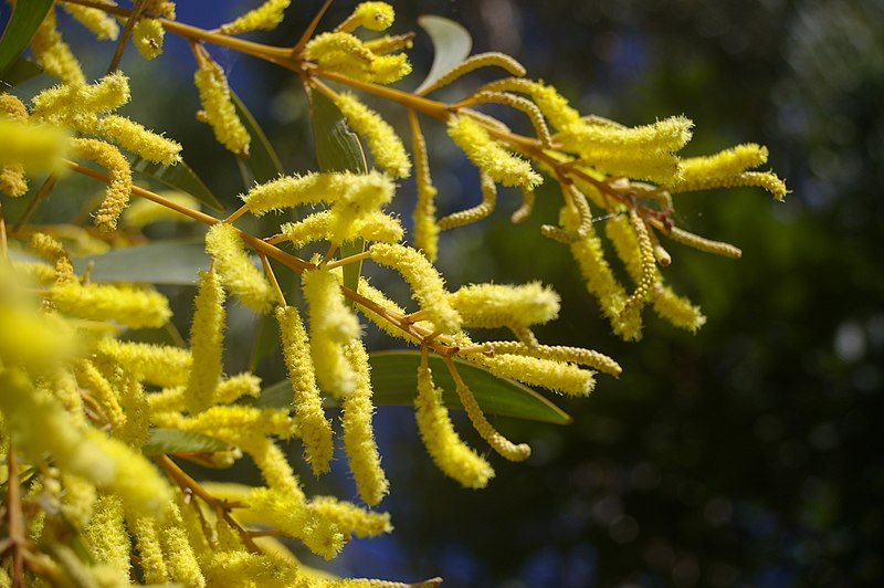 File:Acacia aulacocarpa flowers, 7th Brigade Park Chermside IMGP4529.jpg