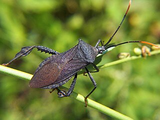 <i>Acanthocephala</i> (bug) genus of insects