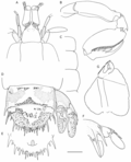 Thumbnail for Acanthosquilla crosnieri