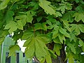 Acer pseudoplatanus Pradairo común