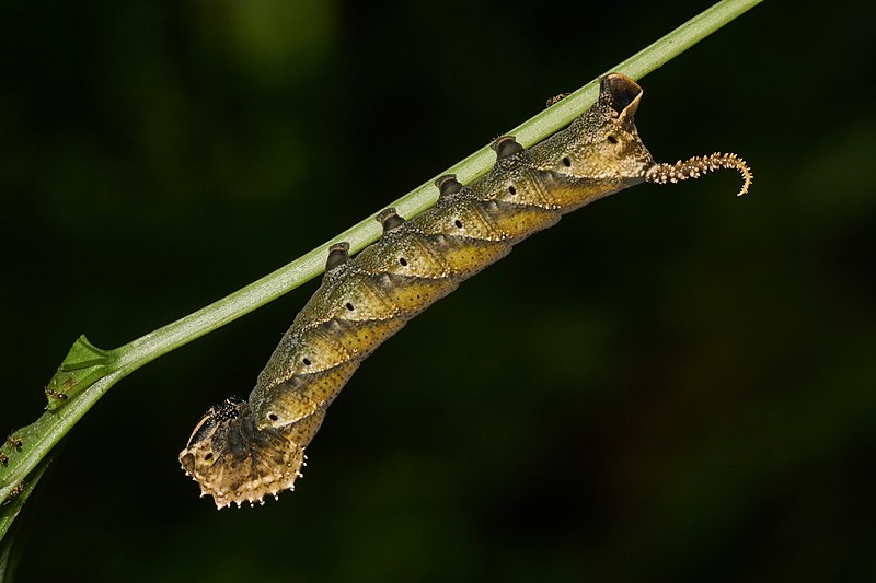 File:Acherontia-Kadavoor-2016-06-23-001.jpg