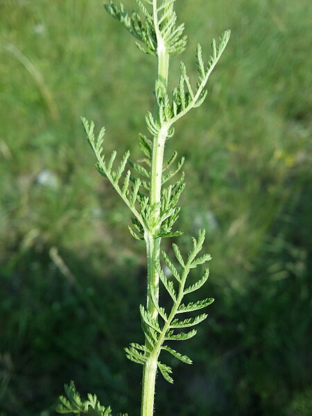 File:Achillea nobilis (s. lat.) sl6.jpg