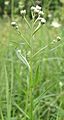 Achillea ptarmica