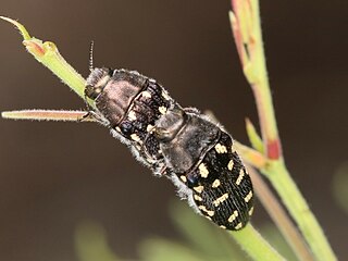 <i>Acmaeodera delumbis</i> Species of beetle