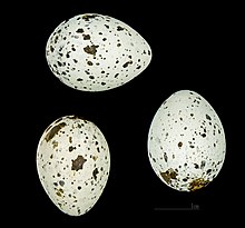 Eggs Acrocephalus arundinaceus MHNT 323.jpg