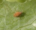 aphid killed by infection with Beauveria bassiana