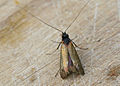 English: An Adela sp. imago. The wings are 7 mm long. Français : Un imago d'Adela sp.. Les ailes sont longues de 7 mm.