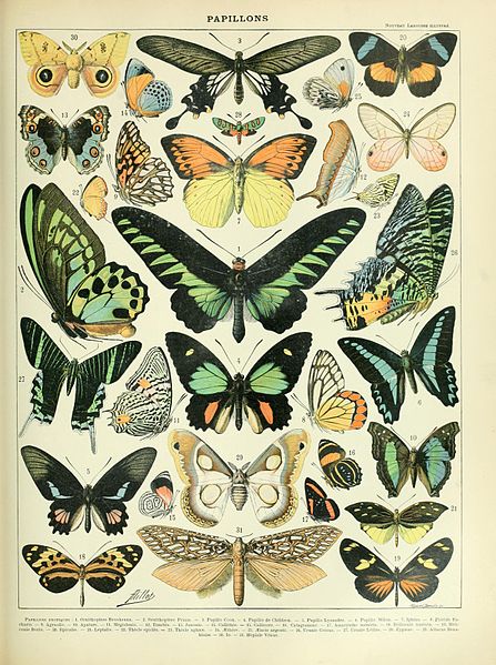 File:Adolphe Millot papillons B.jpg