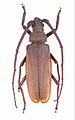 Вусач-меґоп зерновусий (Megopis scabricornis Scopoli, 1763)