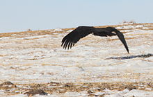 Hooded vulture - Wikipedia