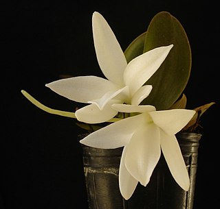 <i>Aerangis fastuosa</i> Species of orchid