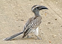 Juvenile bird (L. n. epirhinus) in the Kruger National Park, which lacks the mature bill shape and colours of adults African Grey Hornbill (Tockus nasutus) (6032628186), crop.jpg