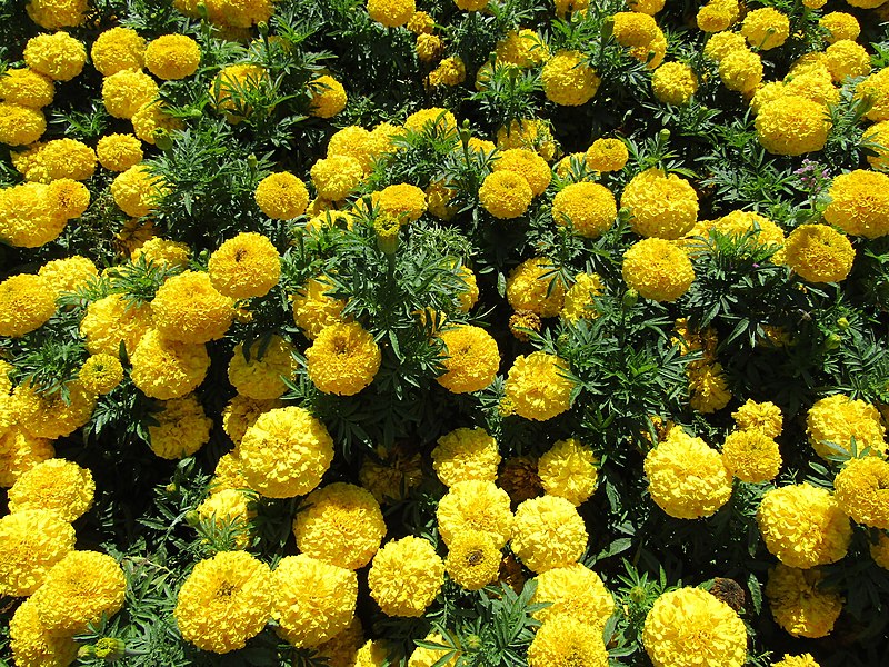 File:African Marigolds (28182940164).jpg