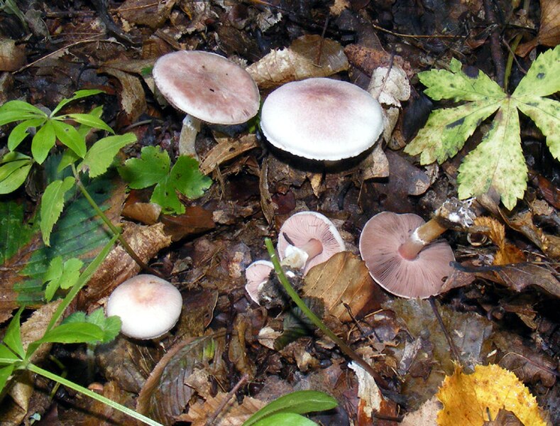 File:Agaricus dulcidulus 001.jpg