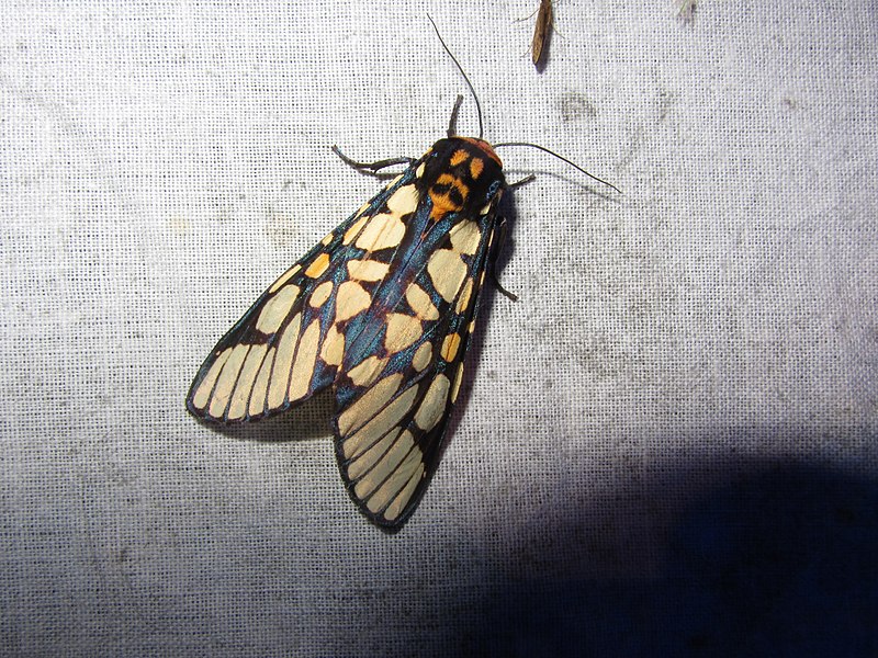 File:Aglaomorpha plagiata (7221121304).jpg