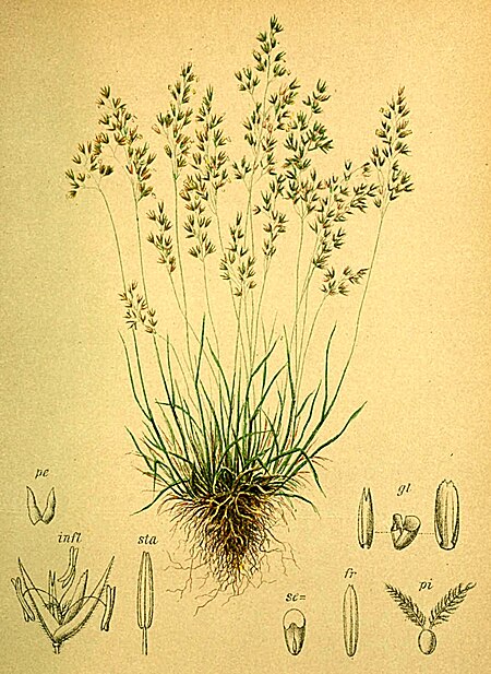 Tập_tin:Agrostis_alpina_Atlas_Alpenflora.jpg