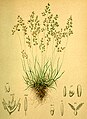 Agrostis alpina (Agrostis rupestris)