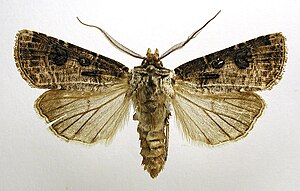 Rough meadow ground owl (Agrotis clavis)