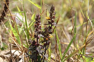<i>Alectra</i> (plant) A genus of flowering plants belonging to the broomrape family