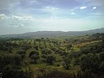 Montado-Landschaft: Bäume und Gras wachsen dazwischen