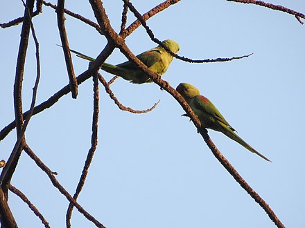 Alexandrine Parakeets