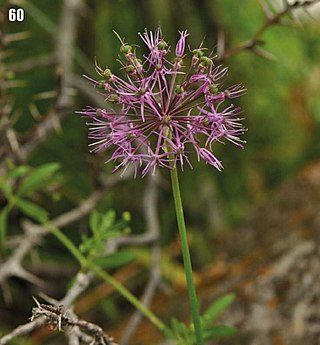 <i>Allium fetisowii</i> Species of flowering plant