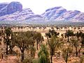 Allocasuarina decaisneana - desert oaks at Kata-Tjuta.jpg