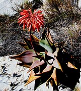 Aloe perfoliata