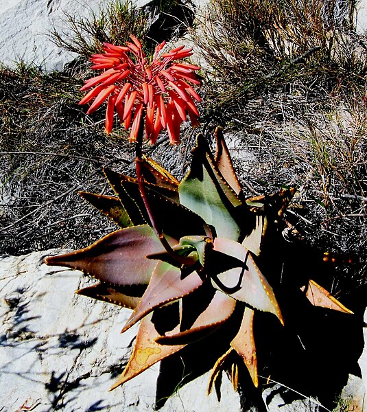 File:Aloe perfoliata (2).jpg