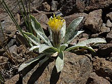 Alpine silk, Raillardella argentea (26128578270).jpg