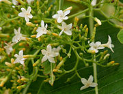 Alstonia macrophylla (Batino) in Hyderabad W IMG 9006.jpg