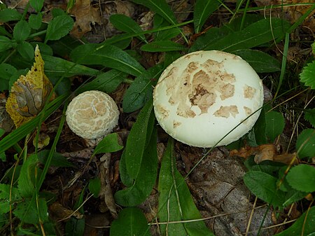 Tập_tin:Amanita_citrina_2010_G1.jpg