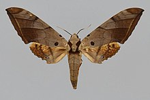 Ambulyx pseudoclavata BMNHE813736 женски нагоре.jpg
