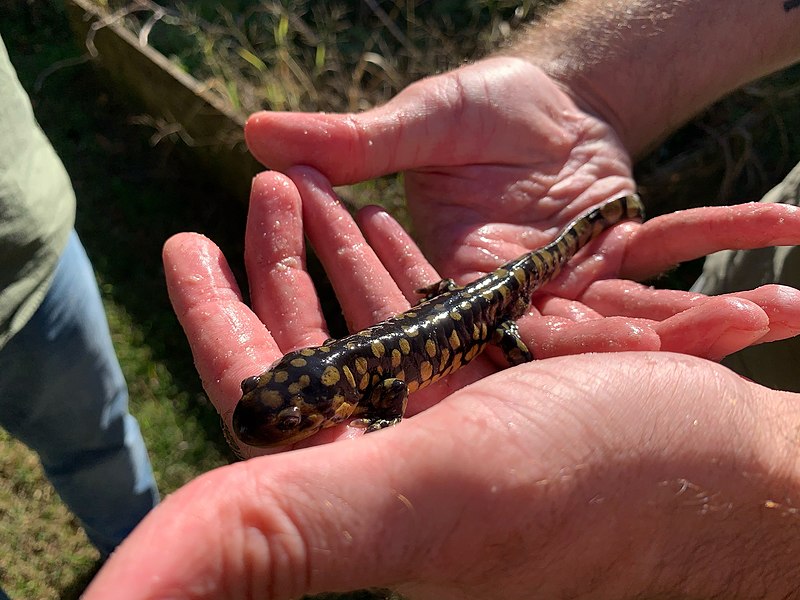 File:Ambystoma tigrinum 103483850.jpg