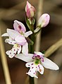 Galearis rotundifolia (en)