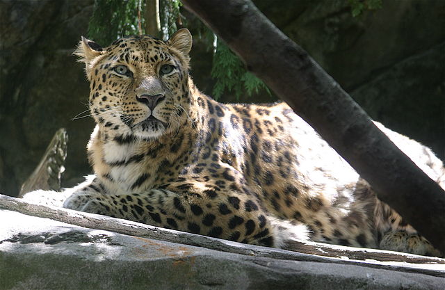 Leopardo