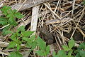 An American toad in early May, Cedar Rapids, Iowa