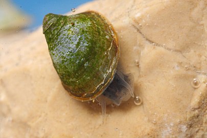 A folyóvízi sapkacsiga (Ancylus fluviatilis) házának nincsenek kanyarulatai