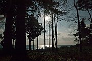 Forest by the sea at night