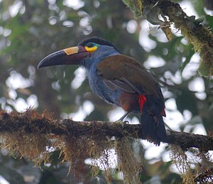 Inguinal toucan (Andigena laminirostris)