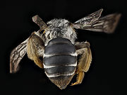 Andrena aliciae, female, back1 2012-08-07-15.58 (7976533929).jpg