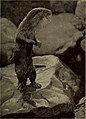 Animal life under water (1920) (18197591765).jpg