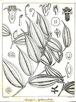 Miniatura para Anisophylleaceae